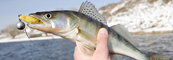 hooking walleye