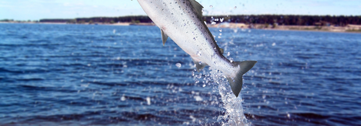 fishing2-salmon.jpg what is a charter service