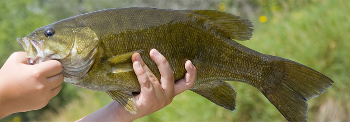fishing6-smallmouth-bass.jpg catching big smallmouth bass